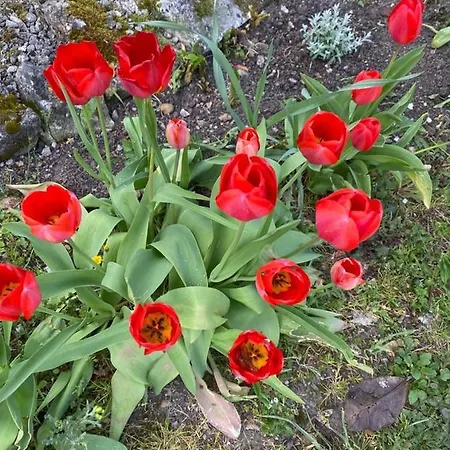 Domaine De Pladuc Lachaise