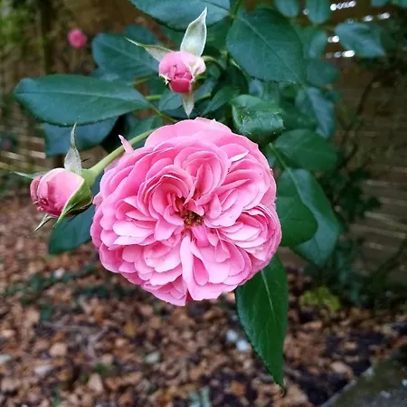 Bed & Breakfast Domaine De Pladuc Lachaise