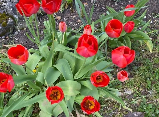 Domaine De Pladuc Lachaise